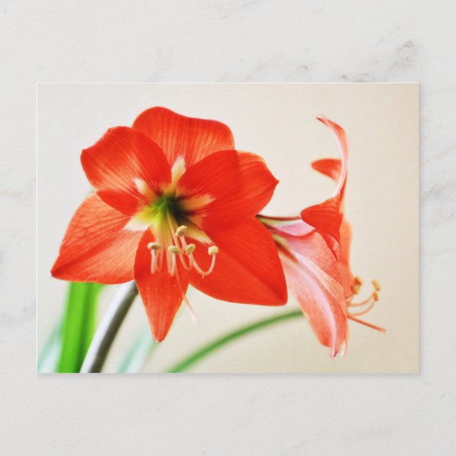 Red Amaryllis Blume Postkarte (Vorderseite)