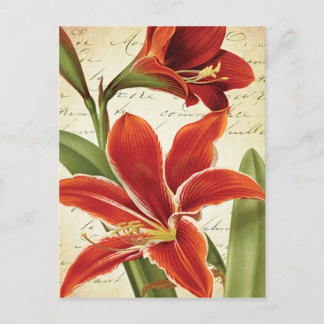 Red Amaryllis Christmas Blume Botanical Feiertagspostkarte (Vorderseite)