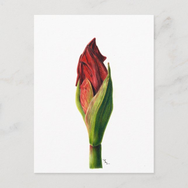 Red Amaryllis Postcard Postkarte (Vorderseite)