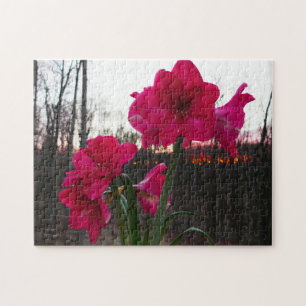 Red Amaryllis und Winter Sunrise