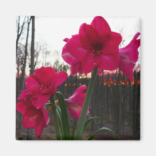 Red Amaryllis und Winter Sunrise Magnet