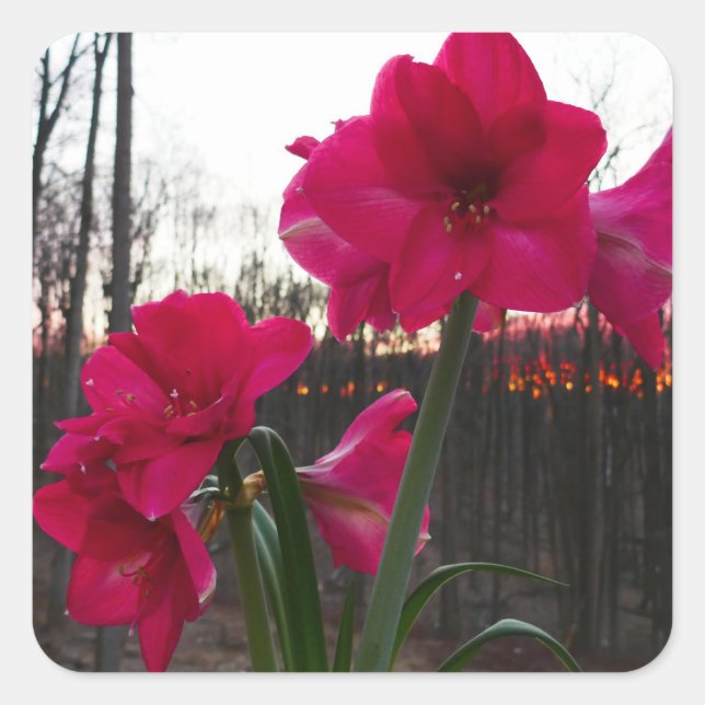 Red Amaryllis und Winter Sunrise Quadratischer Aufkleber (Vorderseite)