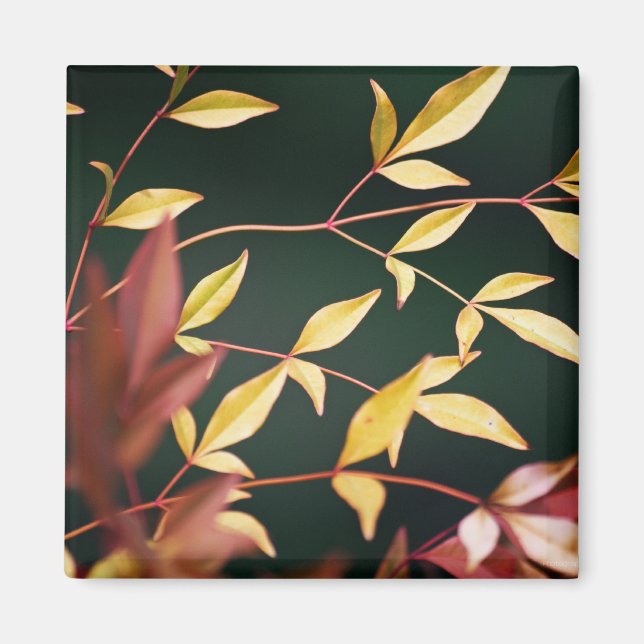 Red and Gold Magnet (Vorne)