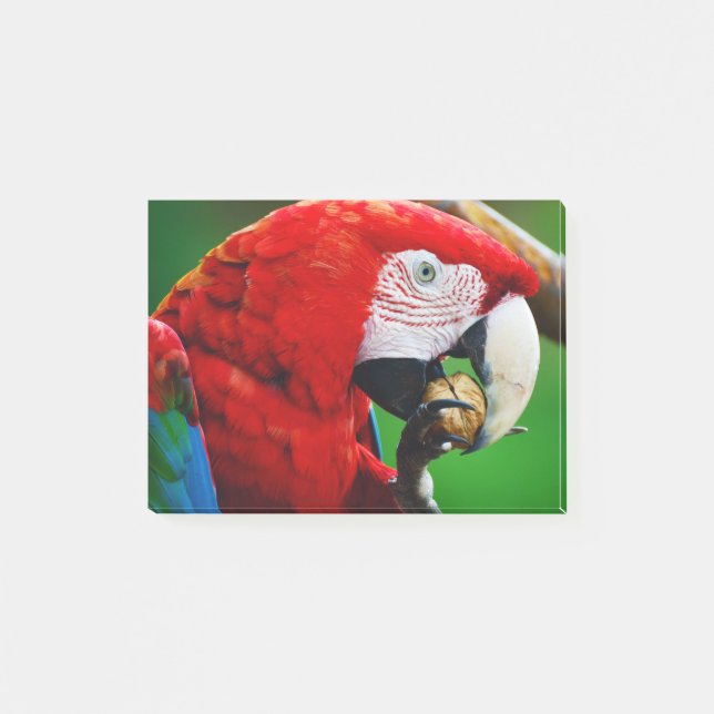 Red-and-green Macaw Post-it Klebezettel (Vorderseite)