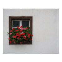 Red And Pink Pelargonium