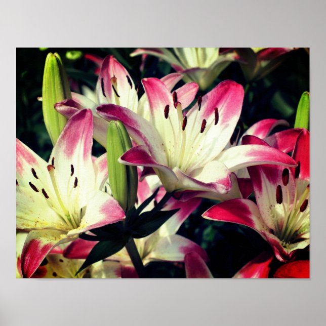Red And White Lily Flowers Poster (Vorne)