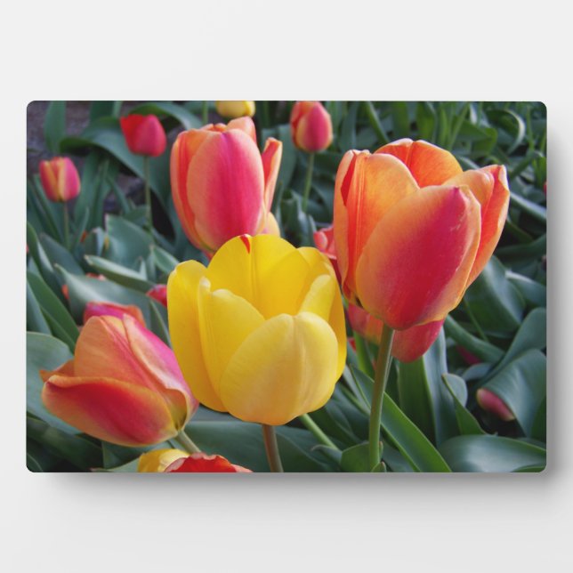 Red and Yellow Tulips Rock Garden Photo Fotoplatte (Vorderseite)