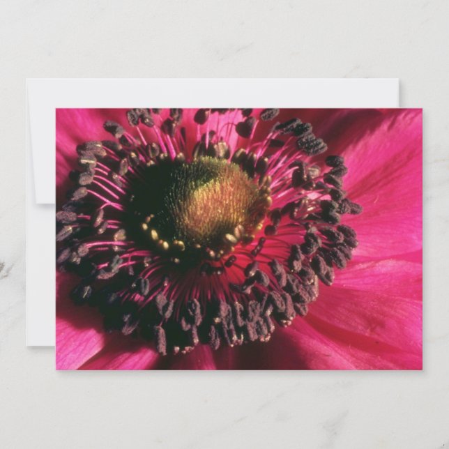 Red Anemone Blume (Vorderseite)