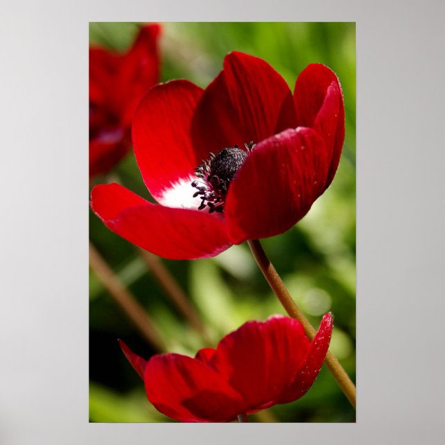 Red Anemone Flower Poster (Vorne)