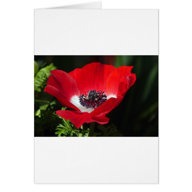 Red Anemone.JPG (Vorne)