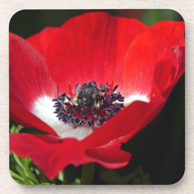 Red Anemone.JPG Getränkeuntersetzer (Vorderseite)