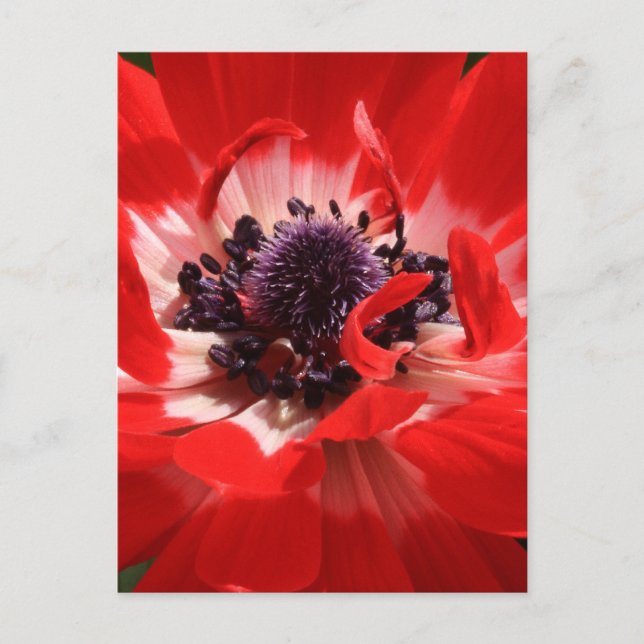 Red Anemone Postkarte (Vorderseite)