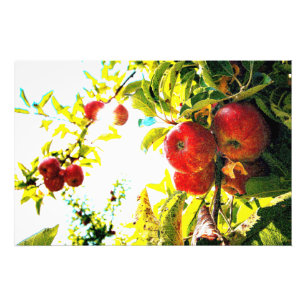 "Red Apples Tree On Sunny Day" Photo Mignonne. Com
