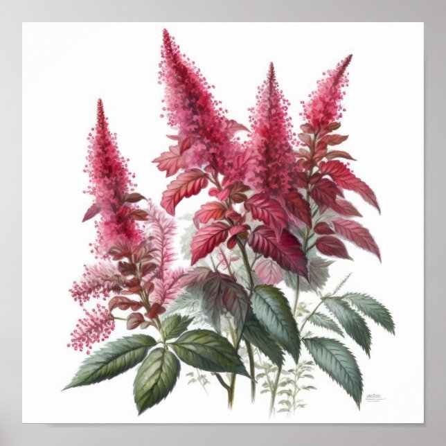 Red Astilbe Blumen Art Print Poster (Vorne)