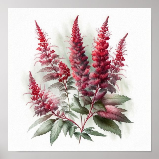 Red Astilbe Blumen Art Print Poster (Vorne)