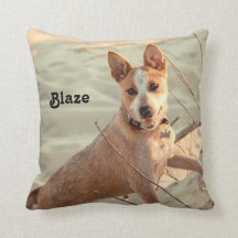 Red Australian Cattle Dog - Heeler - im Schnee