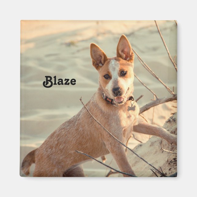 Red Australian Cattle Dog - Heeler - im Schnee Magnet (Vorne)