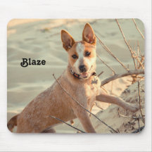 Red Australian Cattle Dog - Heeler - im Schnee