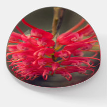 Red Australian Native Grevillea Blume