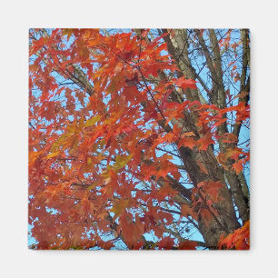 Red Autumn Leaves Magnet