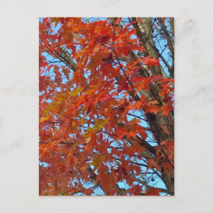 Red Autumn Leaves Postkarte