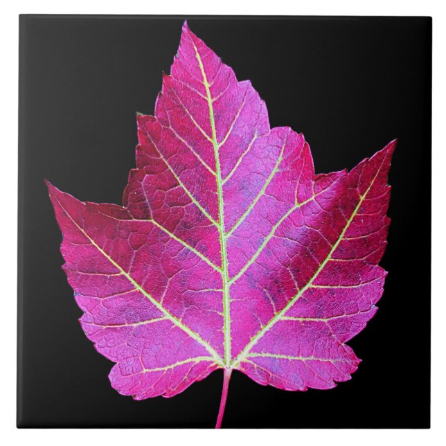 Red Autumn Maple Leaf on Black Background Fliese (Vorderseite)