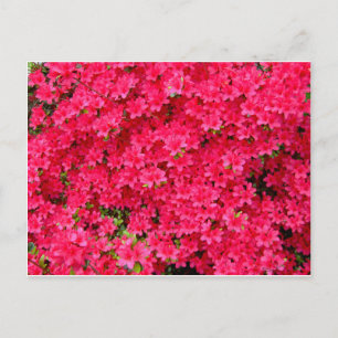 Red Azalea Blume Patch Postkarte