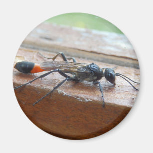 Red Banded Sand Wasp Magnet