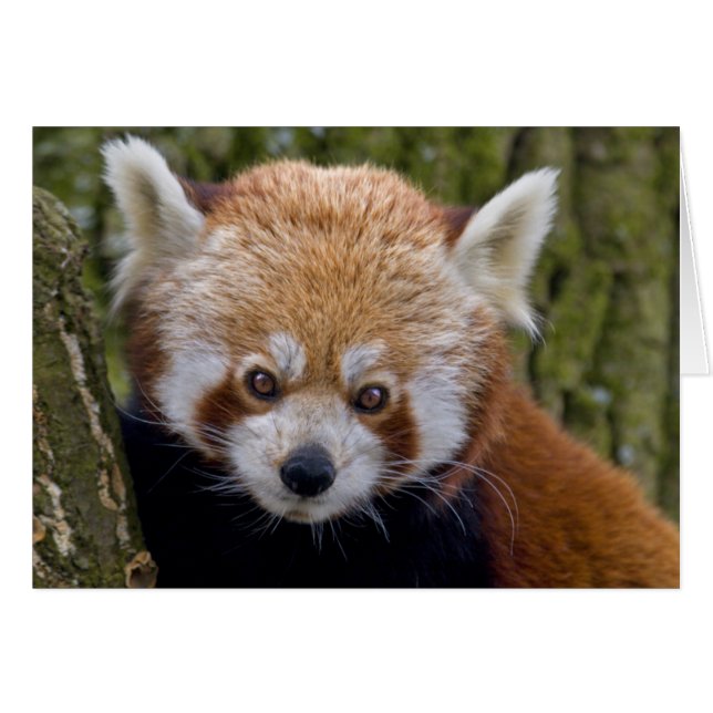 Red Bandit Card (Vorderseite (Horizontal))