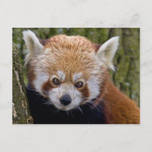 Red Bandit Postcard Postkarte