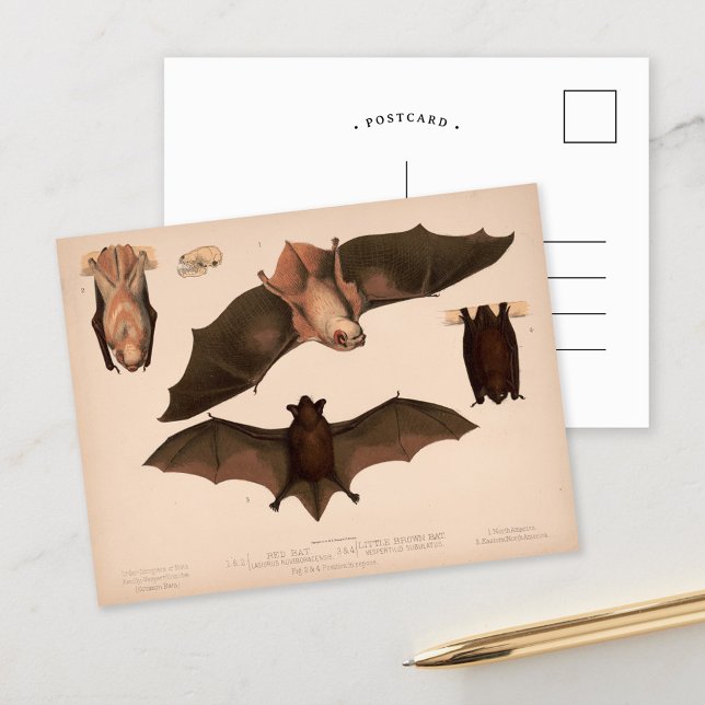 Red Bat, Little Brown Bat | Louis Prang & Co. Postkarte (Von Creator hochgeladen)
