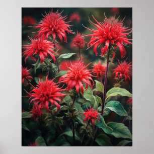 Red Bee Balm Blume Art Print Poster