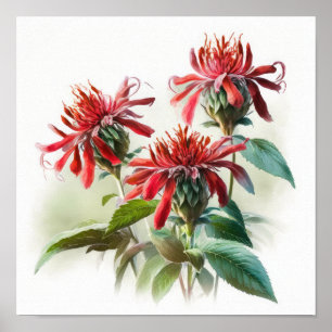 Red Bee Balm Blume Art Print Poster