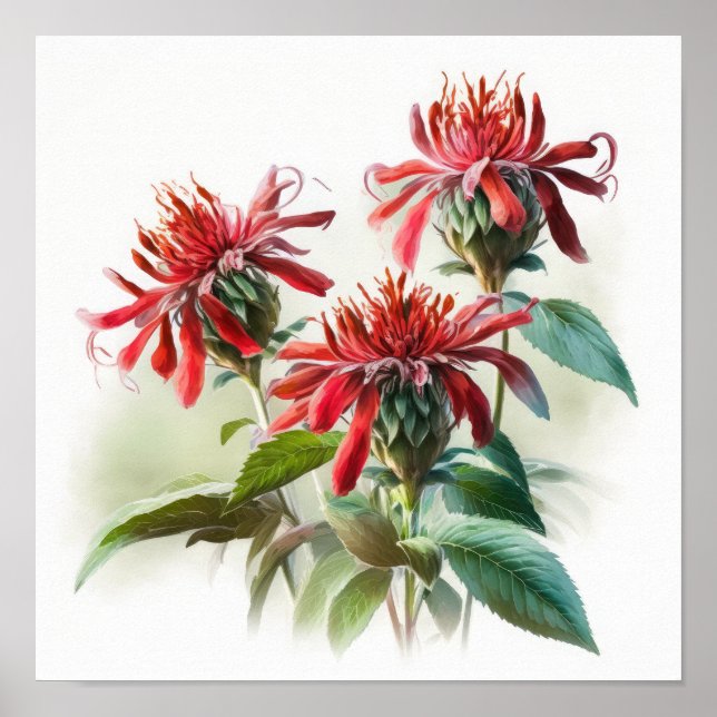 Red Bee Balm Blume Art Print Poster (Vorne)