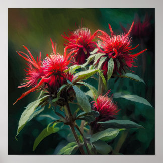 Red Bee Balm Blume Art Print Poster