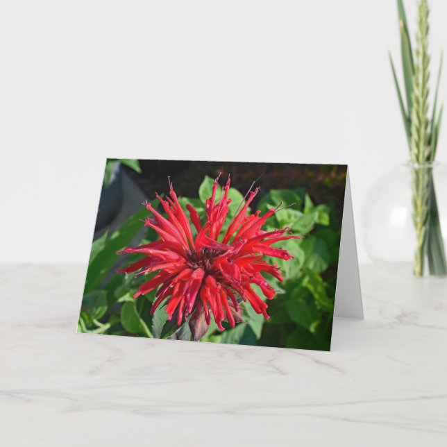 Red Bee Balm Garden Blume Leere Inside Foto Karte (Vorderseite)