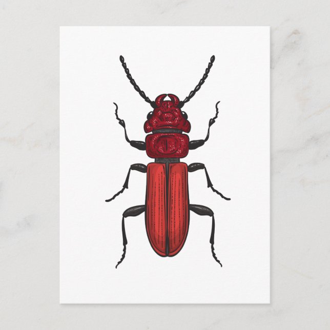 Red beetle postkarte (Vorderseite)