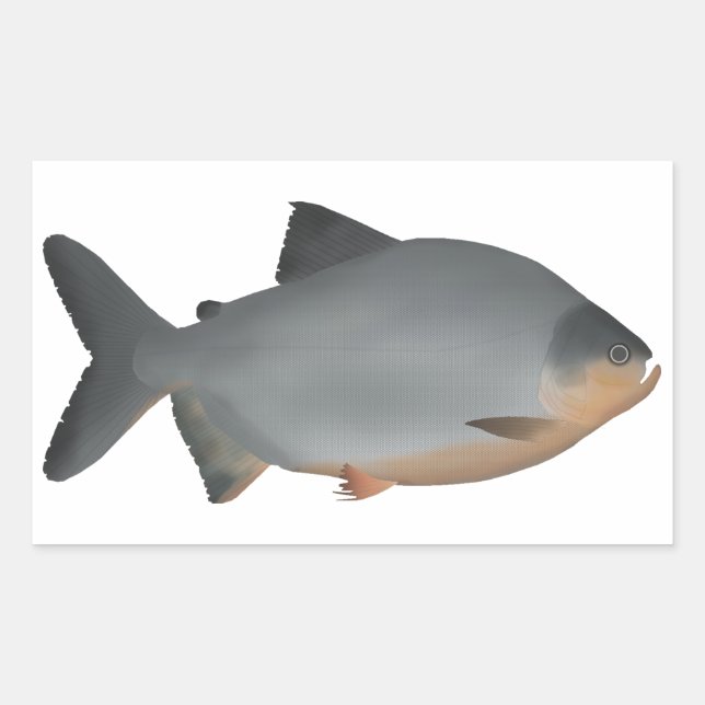 Red-bellied Pacu Rechteckiger Aufkleber (Vorderseite)