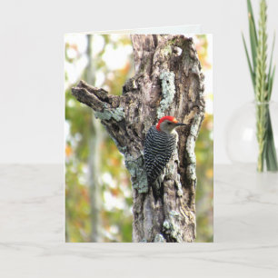 Red Bellied Woodpecker Grußkarte Karte