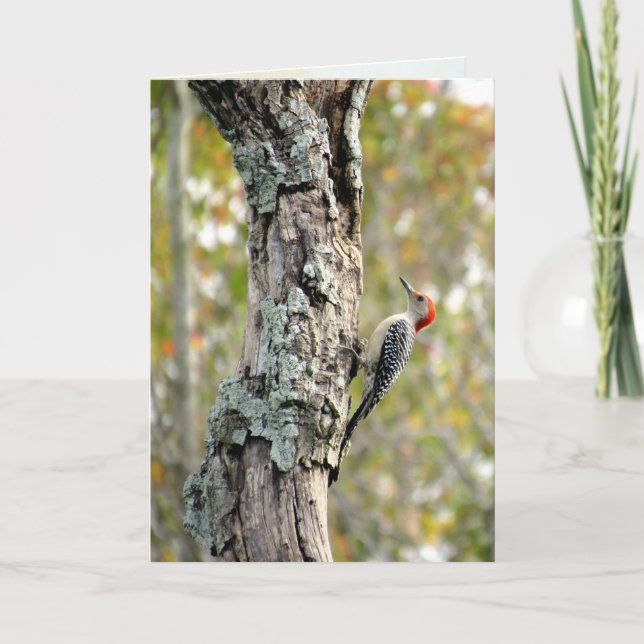 Red Bellied Woodpecker Grußkarte Karte (Vorderseite)