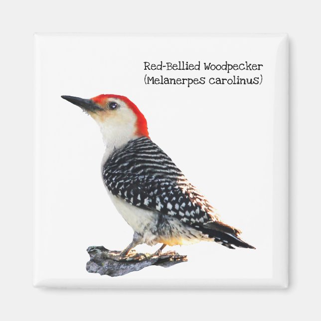 Red-Bellied Woodpecker Magnet (Vorne)
