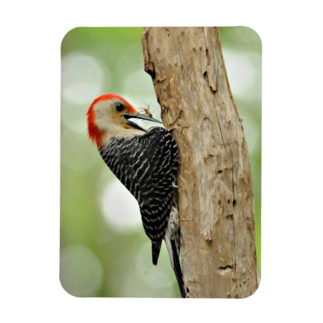 Red-Bellied Woodpecker Magnet (Vertikal)