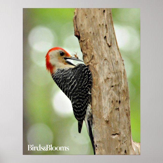 Red-Bellied Woodpecker Poster (Vorne)