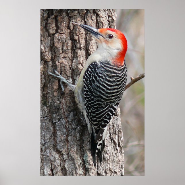 Red-Bellied Woodpecker Poster (Vorne)