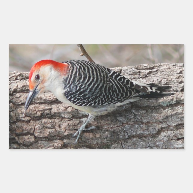 Red-Bellied Woodpecker Rechteckiger Aufkleber (Vorderseite)