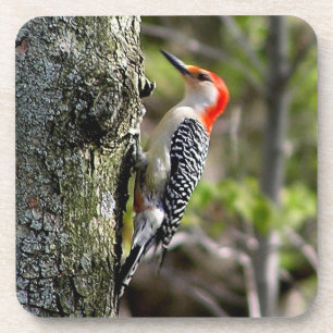 Red Bellied Woodpecker Square Untersetzer