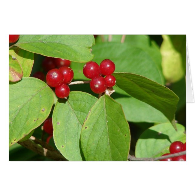Red Berries (Vorderseite (Horizontal))