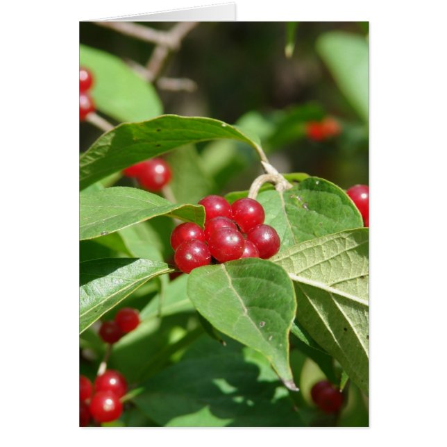 Red Berries Joyeux Noël (Devant)