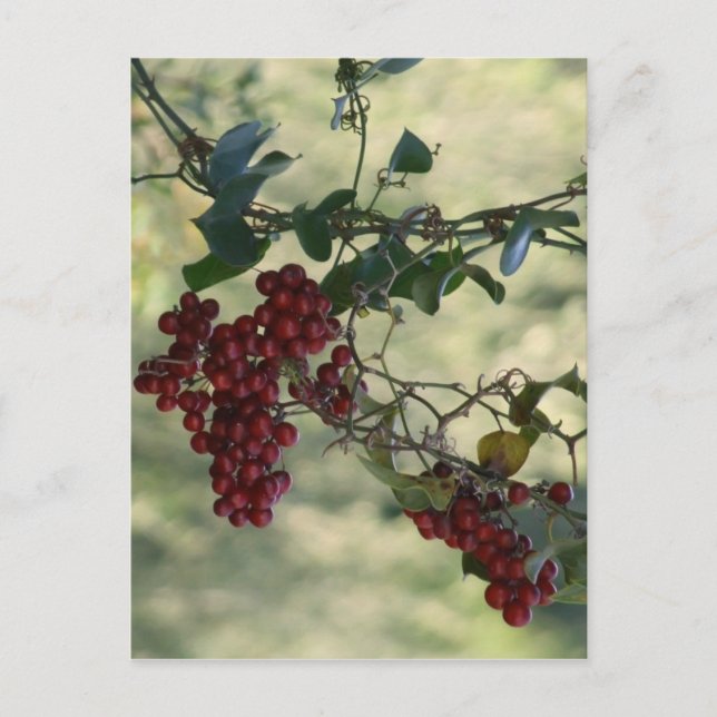 Red Berries Postcard Postkarte (Vorderseite)