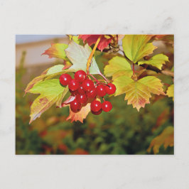 Red Berries Viburnum Guelder Rose Postkarte
